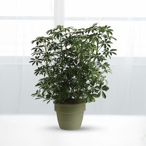 쉐플레라 아보리콜라