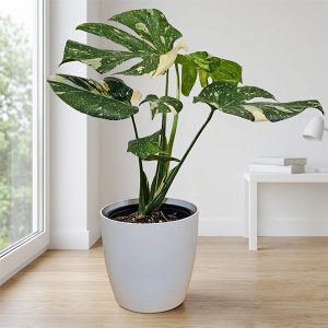 몬스테라컨스텔레이션