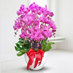 핑크호접란-럭셔리