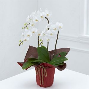 호접란스페셜5