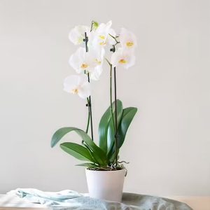 화이트호접란