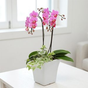 서양란-핑크호접란