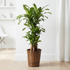 행운목화분 (방콕)
