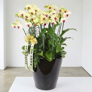 노란호접란-라운지