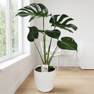 몬스테라화분